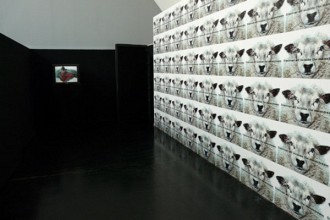 Schafskälte © tanzist