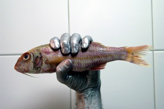 tanz ist 2019 Installation