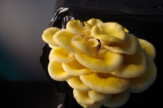 Excroissance © tanz ist