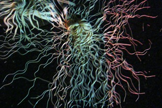 Spaghetti Flower © tanz ist