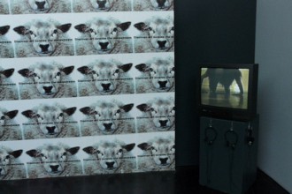 Schafskälte © tanzist