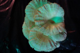 Excroissance © tanz ist